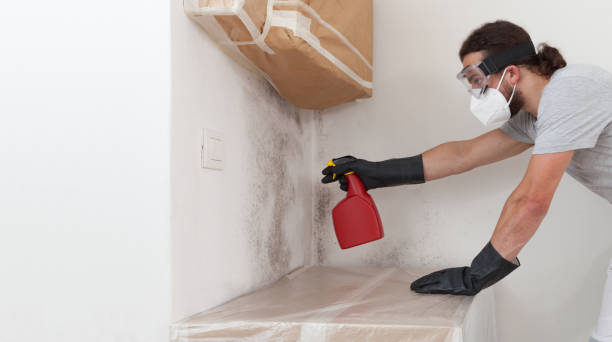 Professional Basement Mold Removal technician working in Northbrook, IL